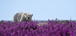 Fireweed Island: Polar Bears and Belugas in Churchill