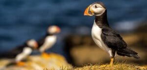 Puffins of Elliston: The Best Land-Based Puffin Viewing in Newfoundland