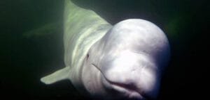 Aqua Gliding with Beluga Whales in Churchill
