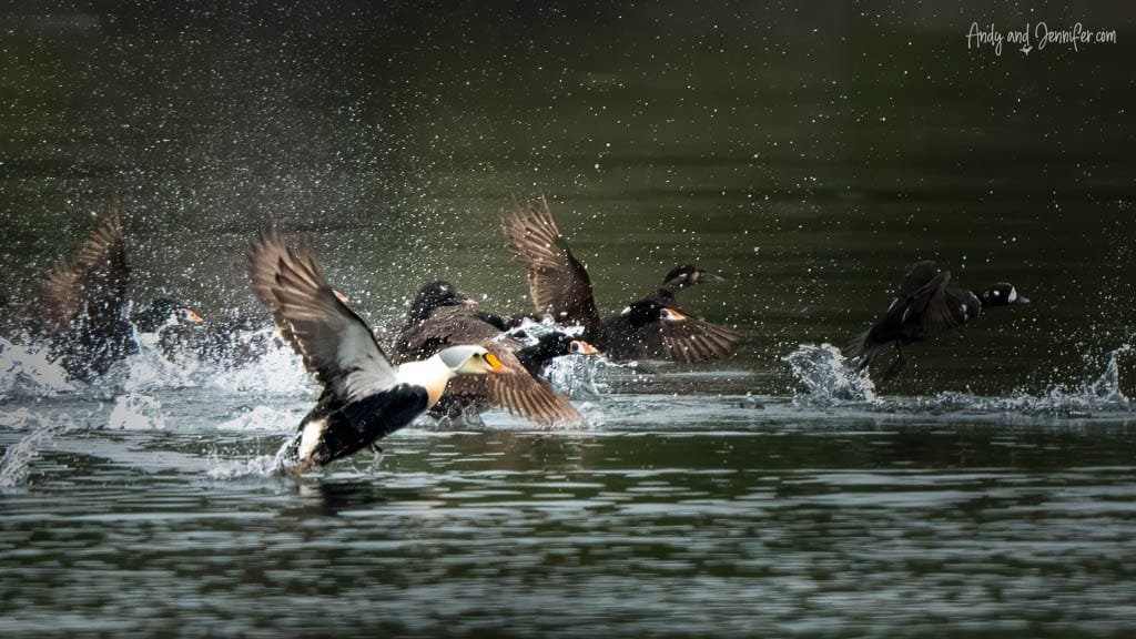 Flock of sea birds splashing and taking off from the water's surface