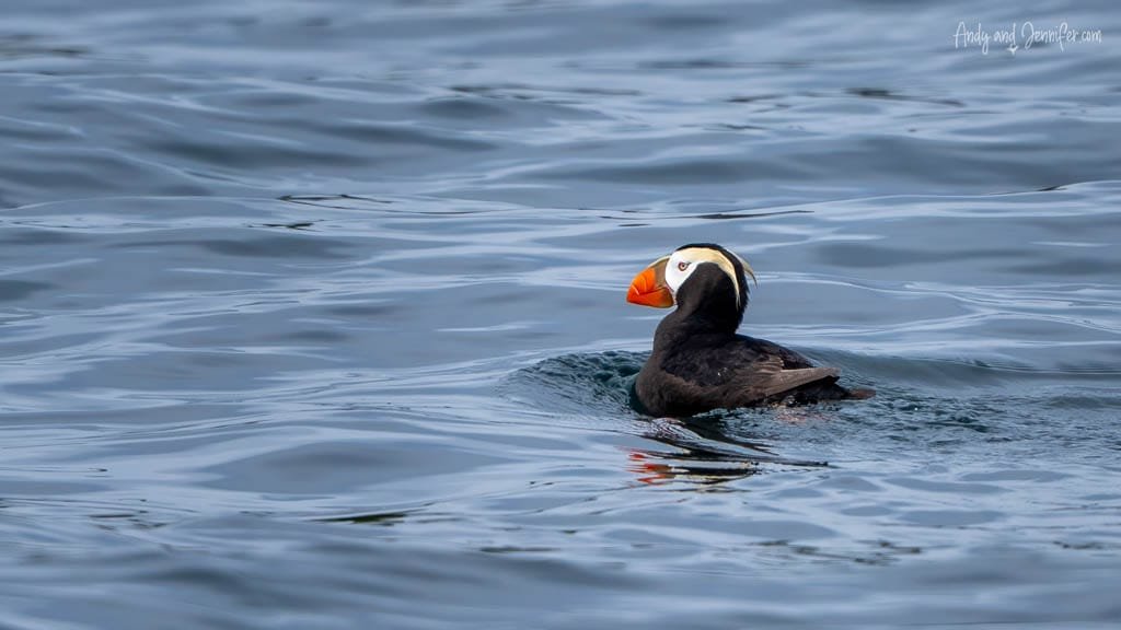 Tufted puffin floating on calm ocean water