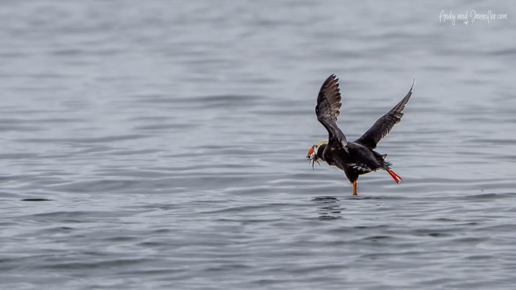Tufted puffin taking off from the water with fish in its beak