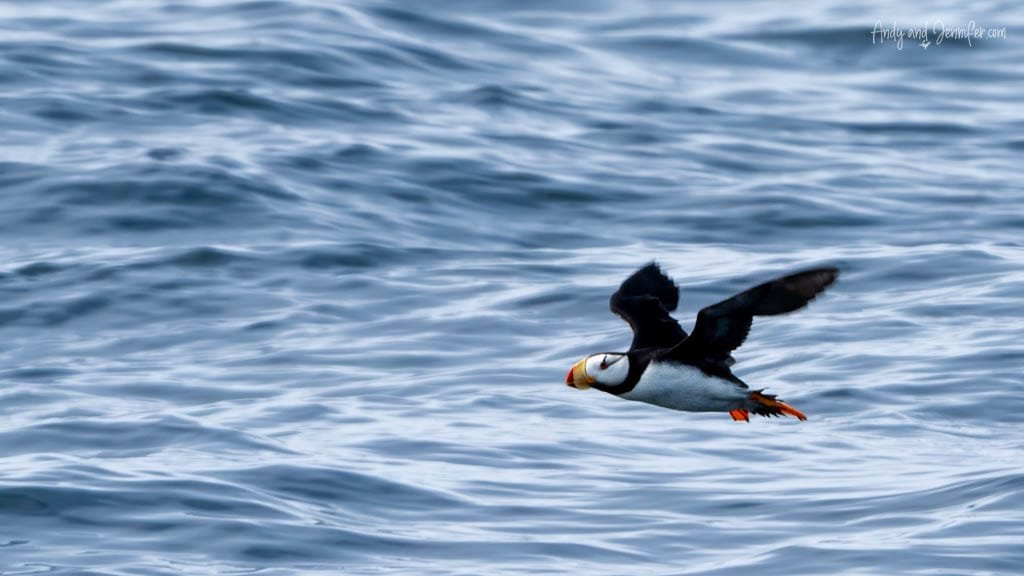 Horned puffin flying low over the ocean with wings outstretched and orange feet extended