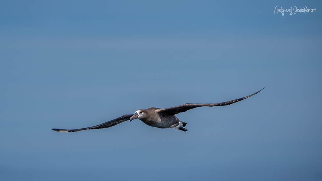 Albatross with outstretched wings gliding through the sky