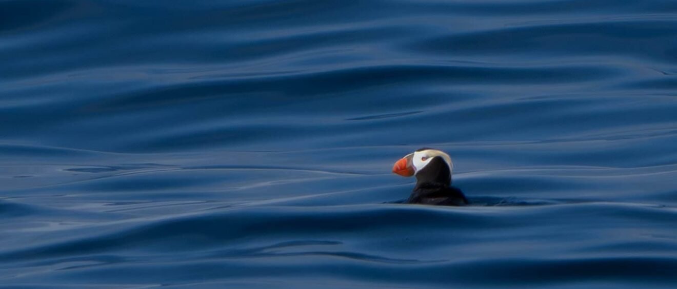 Tufted puffin floating on deep blue ocean water