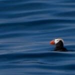 Tufted puffin floating on deep blue ocean water