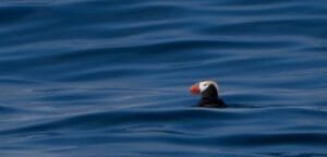 Tufted puffin floating on deep blue ocean water