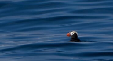 Tufted puffin floating on deep blue ocean water