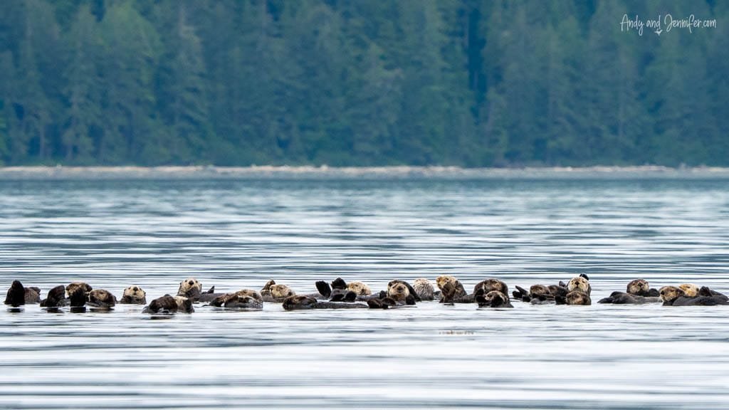 Large raft of sea otters floating together on calm water with a forested shoreline in the background.
