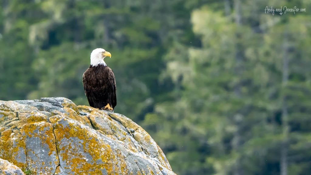 Bald eagle perched on a moss-covered rock with a blurred forest in the background.