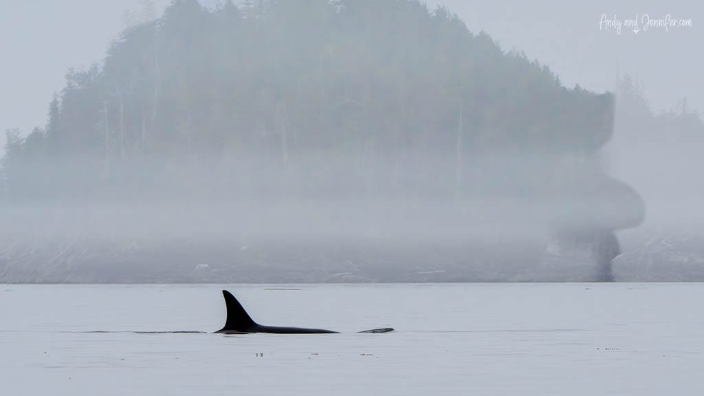 Orca dorsal fin gliding through calm water with misty forested island in the background.