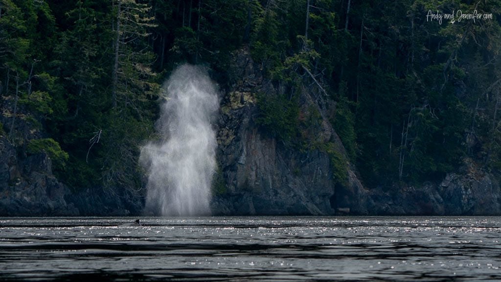 Whale spout near forested coastal cliffside