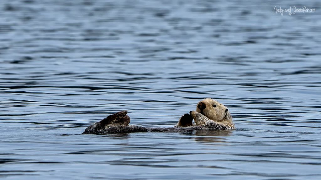 Sea otter floating on back in calm blue water