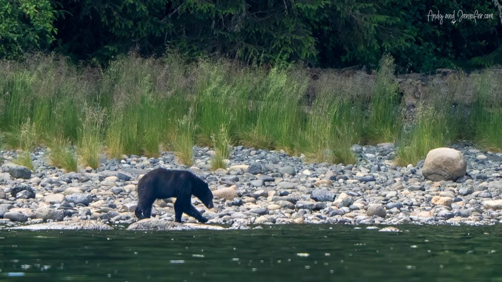 Black bear walking along a rocky shoreline with tall grass and forest in the background.