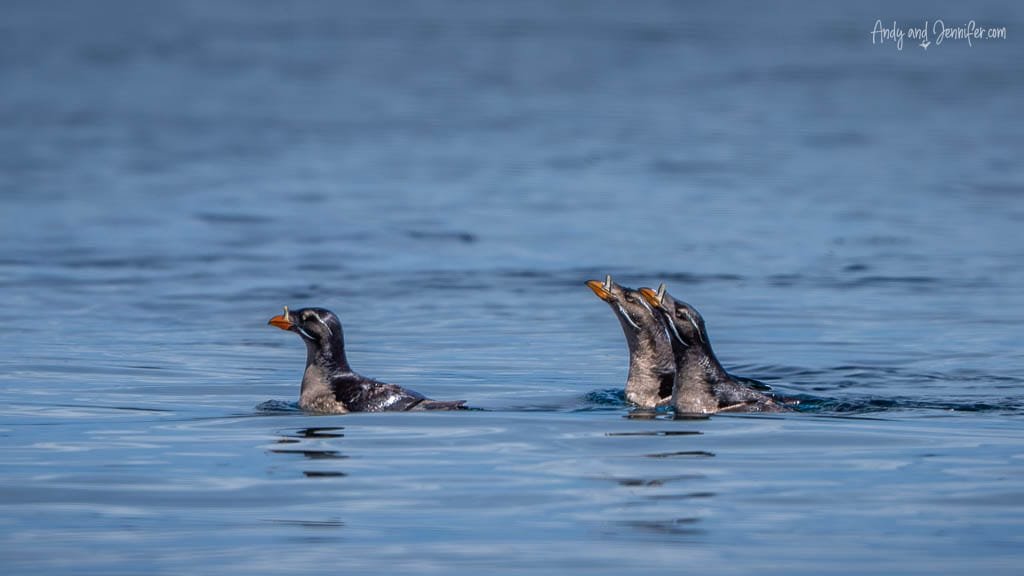 Three rhinoceros auklets swimming on calm blue water, with two of them raising their beaks upward.