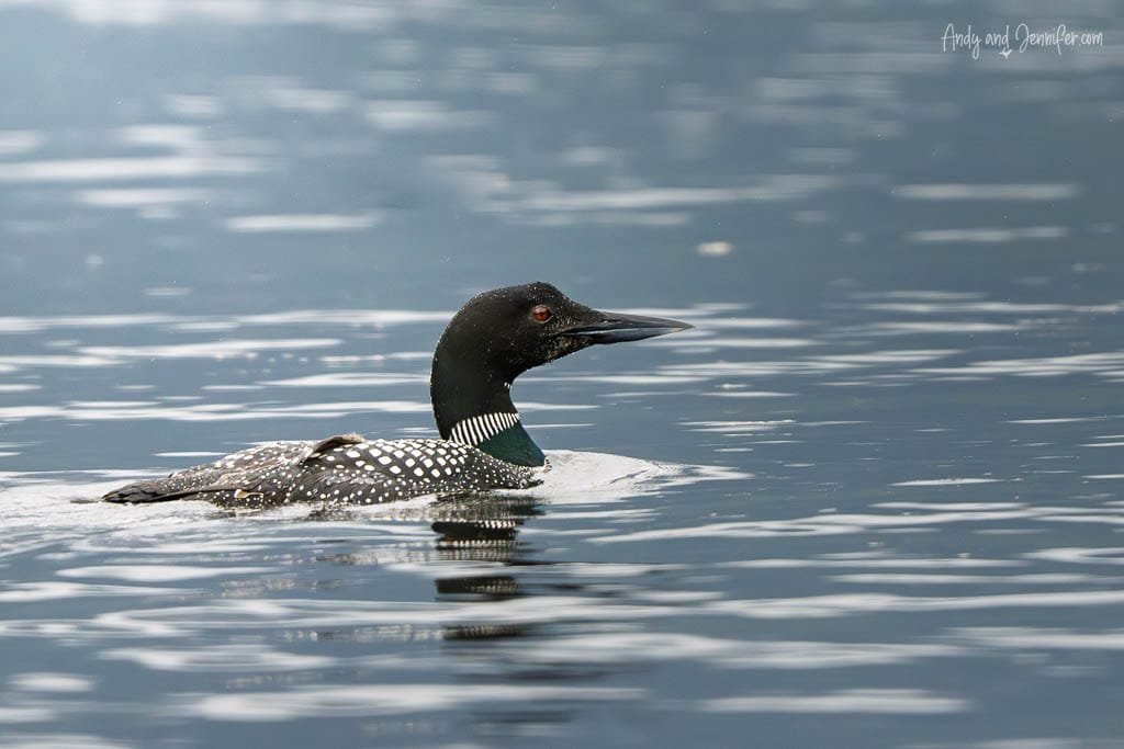 Common loon swimming on calm water, side view