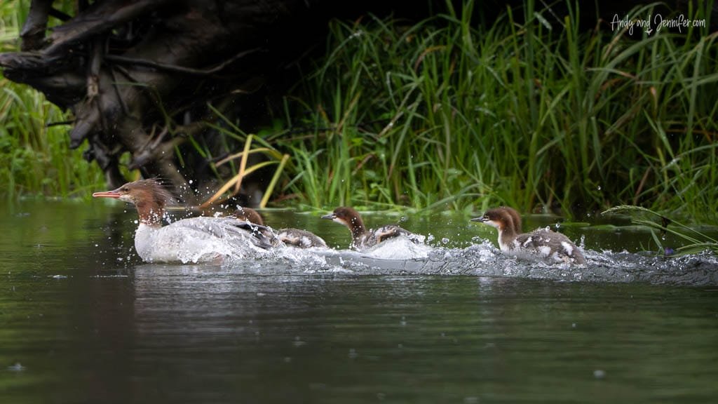 Female merganser with ducklings splashing in water near reeds