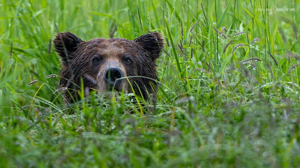 Brown bear peeking through tall wet grass