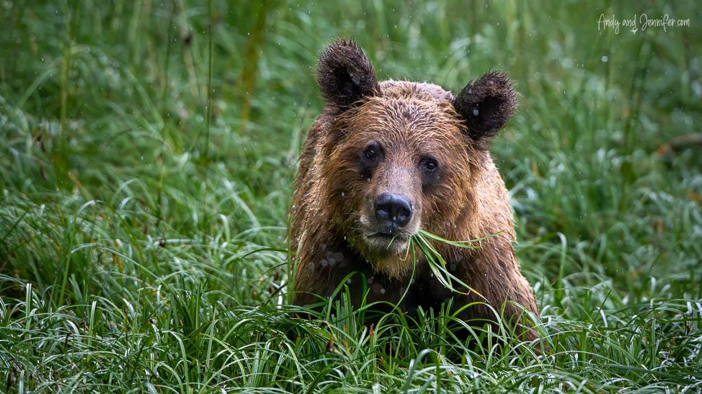 Brown bear eating grass in rainy meadow.