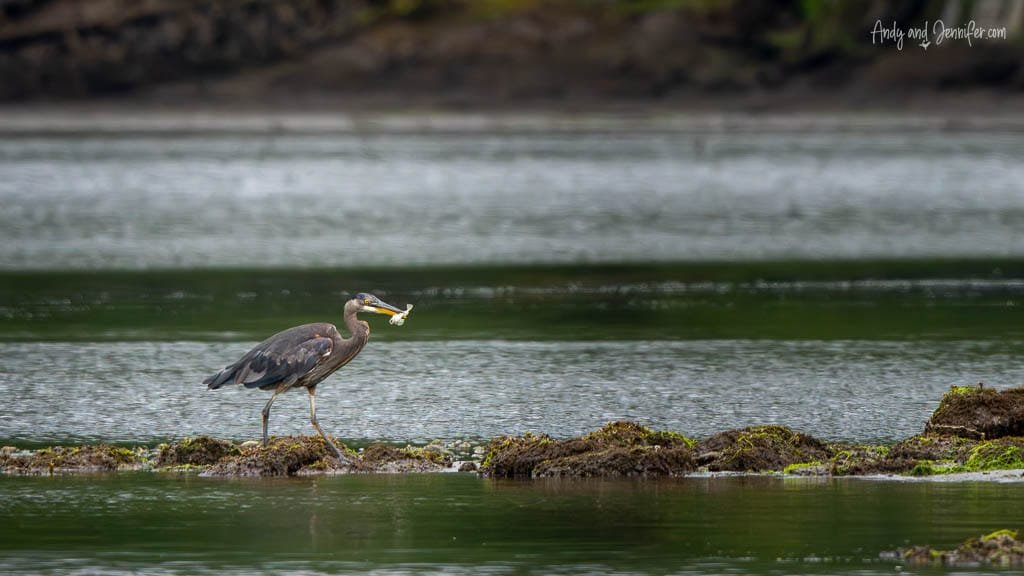 Great blue heron standing on rocks with a fish in its beak