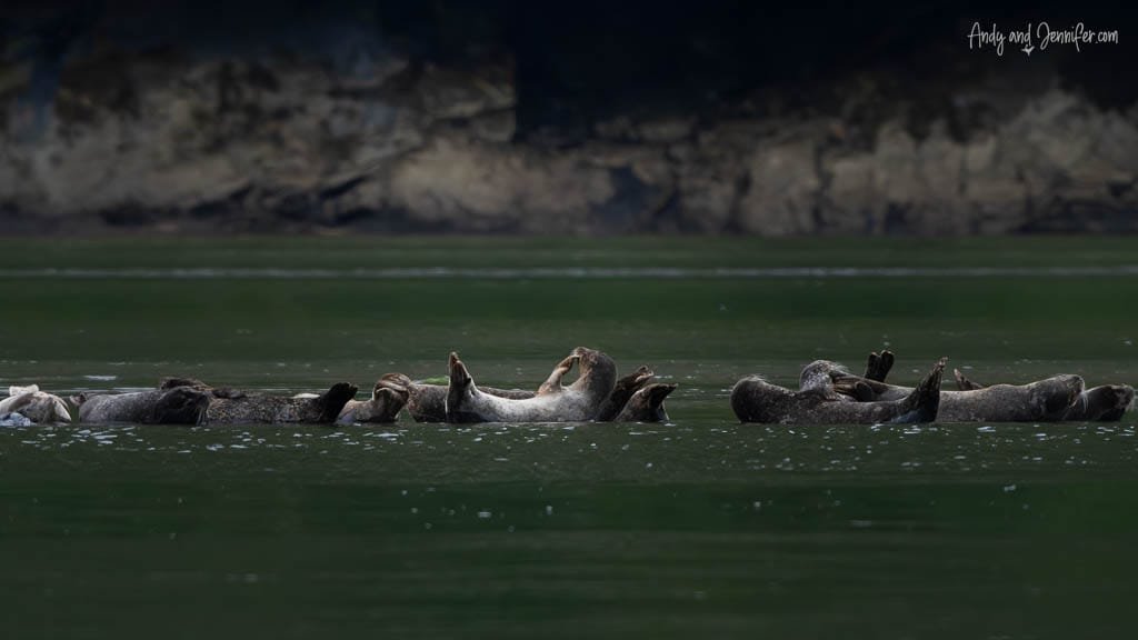 Group of harbour seals floating together on their backs