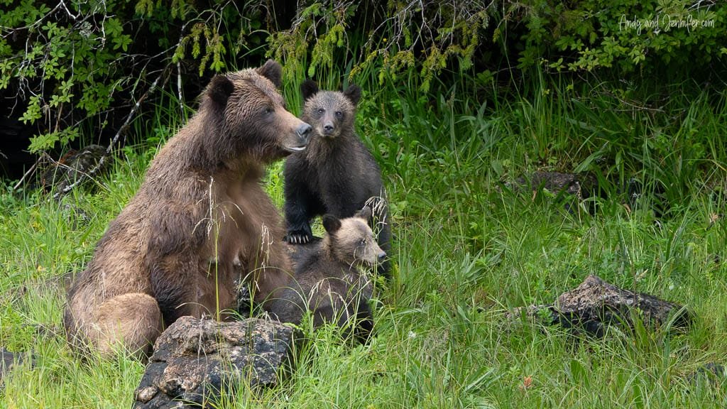 Mother brown bear sitting in grass with two cubs