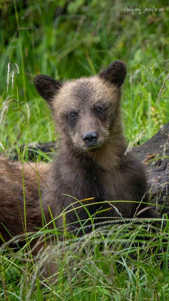 Close-up of brown bear cub lying in grass