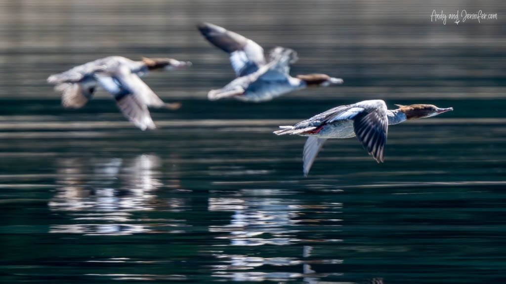 Flock of mergansers flying low over reflective water