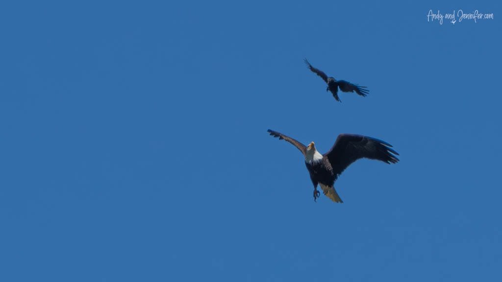 Bald eagle chased by another bird in clear sky