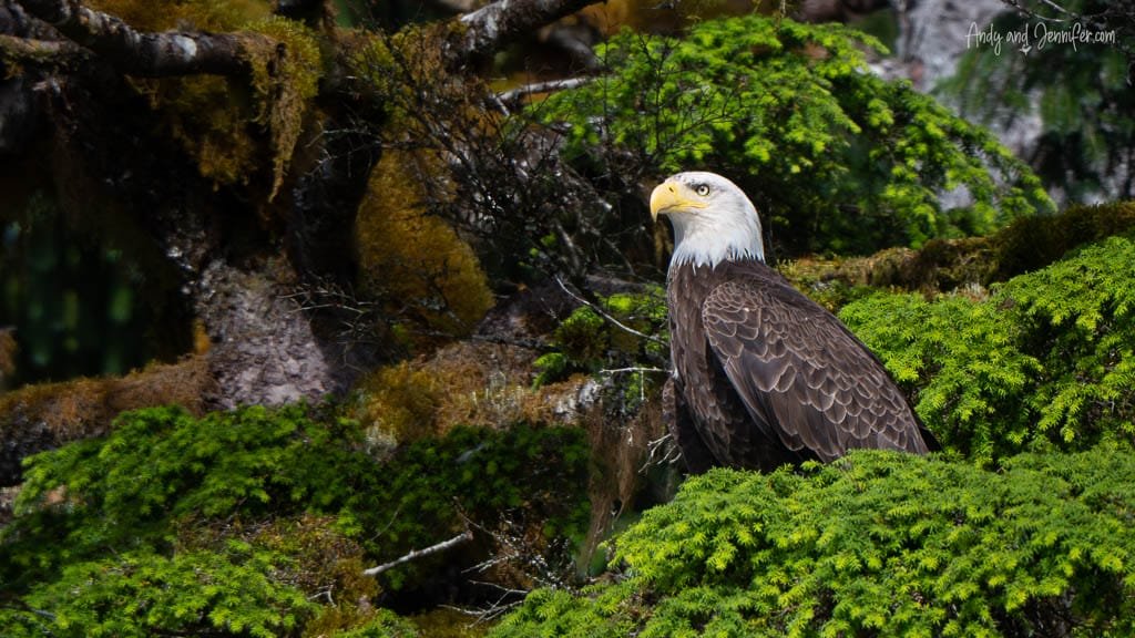 Bald eagle perched on mossy forest branch