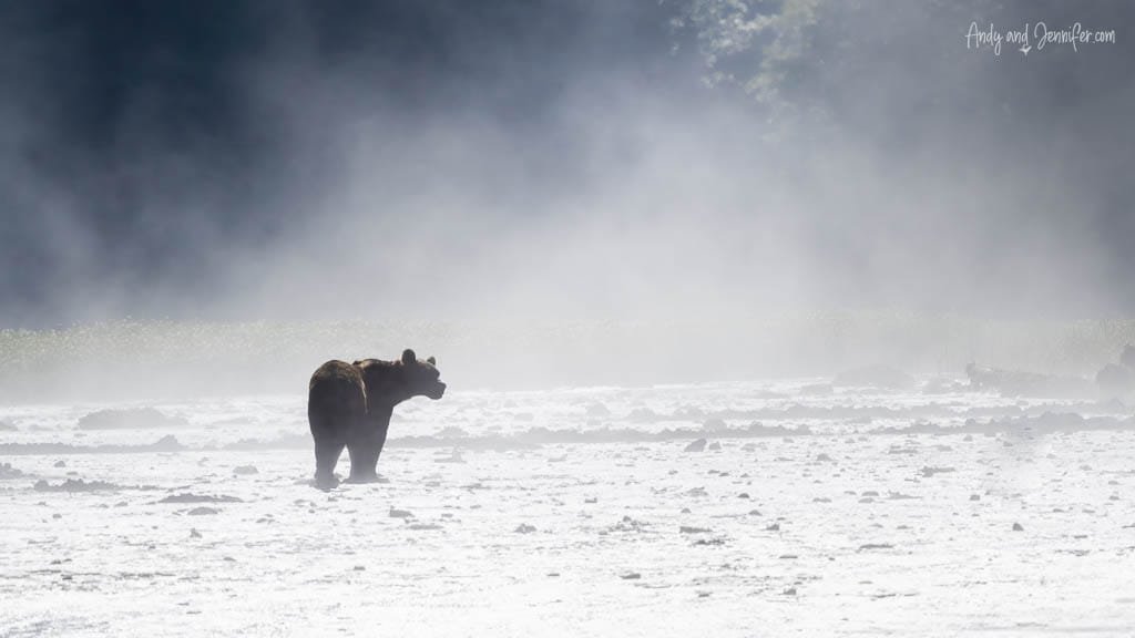 Brown bear walking through misty riverbed