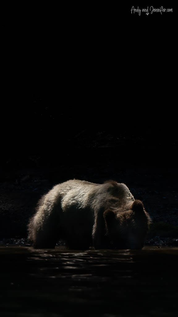 Brown bear in dramatic low light by water