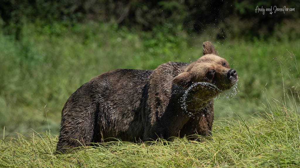 Brown bear shaking off water in grass