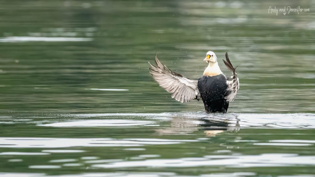 King Eider with white head and black body flapping wings on calm water