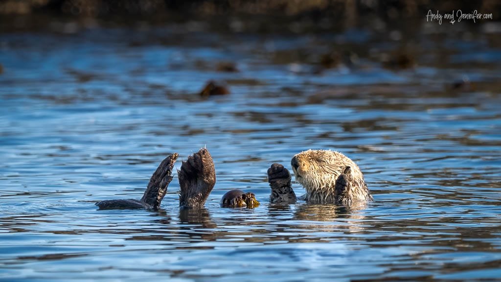 Sea otter floating in calm water with flippers raised