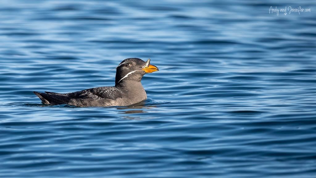 Rhinoceros auklet with orange beak and white facial markings floating on blue ocean water