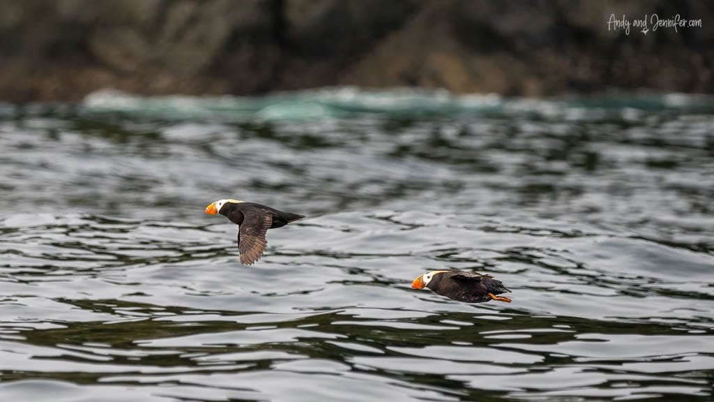 Two tufted puffins flying low over the ocean near a rocky shoreline