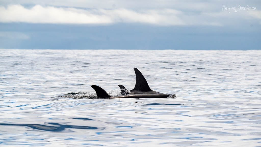 Orcas surfacing in calm ocean water under a cloudy sky