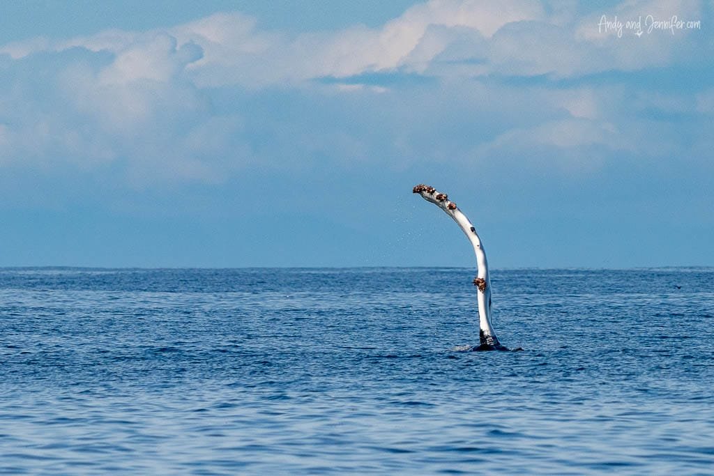 Humpback whale's pectoral fin raised vertically out of the water, covered in barnacles
