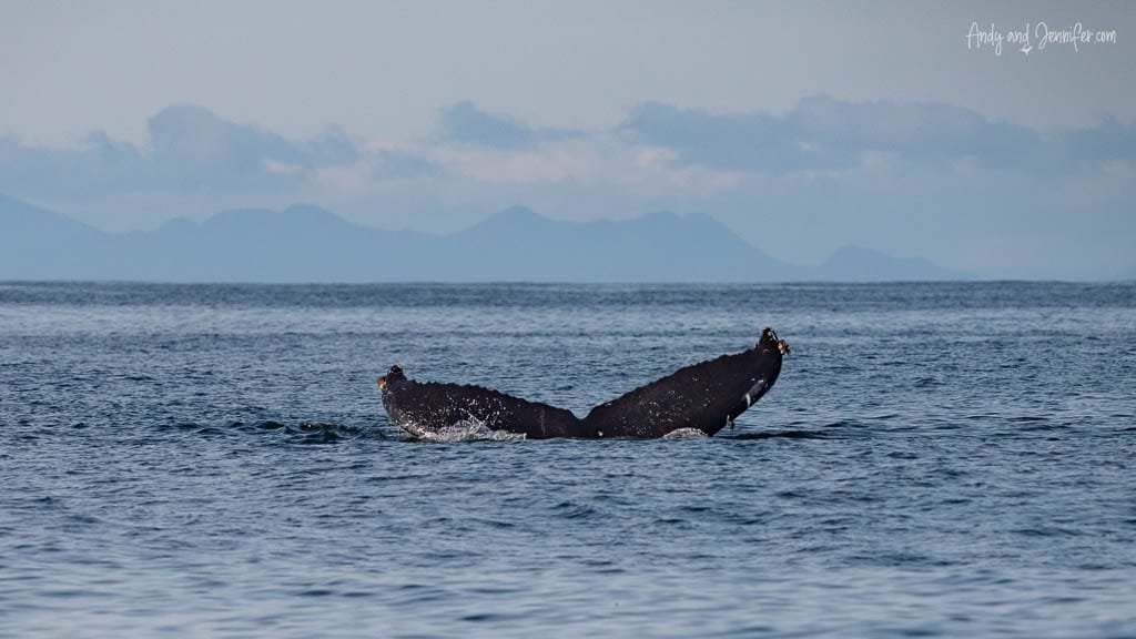 Humpback whale tail flukes emerging from the ocean with distant mountains in background