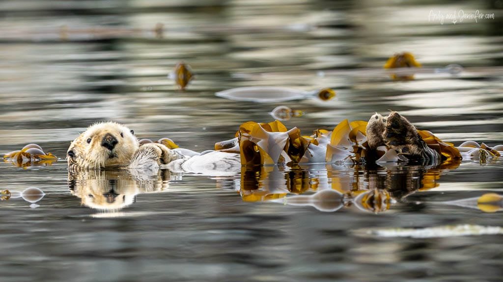 Sea otter floating in calm water among kelp