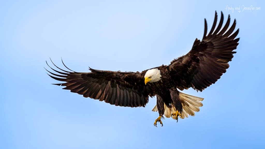 Bald eagle soaring with wings spread against blue sky