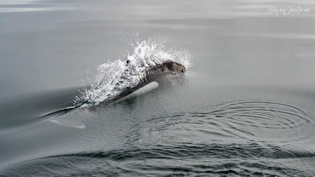 Dall’s porpoise surfacing with water spray in calm sea