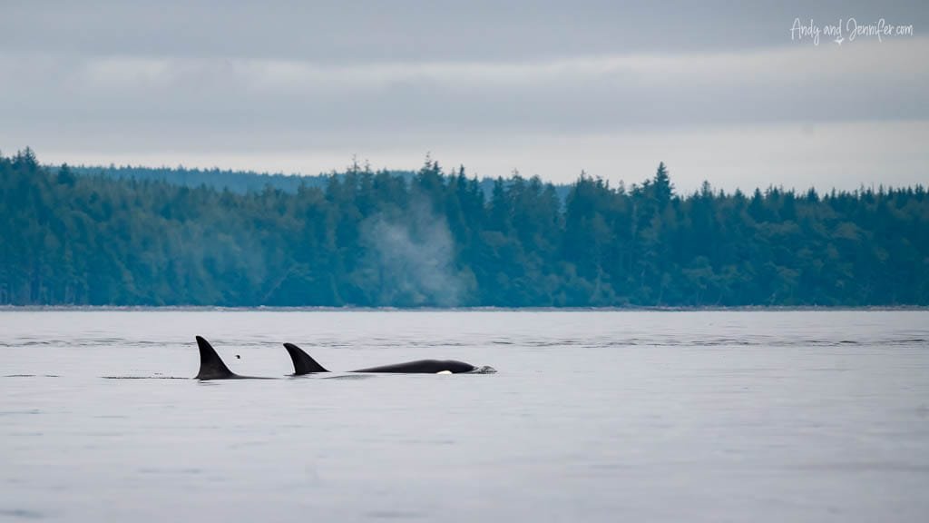 Pair of orcas swimming near the ocean surface with a distant forest shoreline behind them.