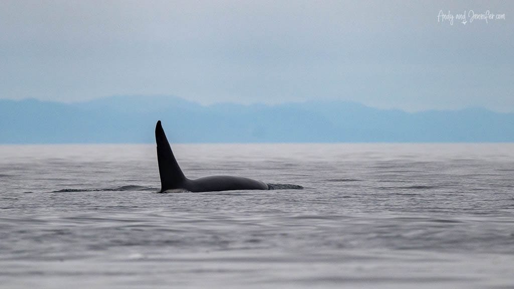 Single orca with tall dorsal fin breaking the surface of a tranquil ocean under cloudy sky.