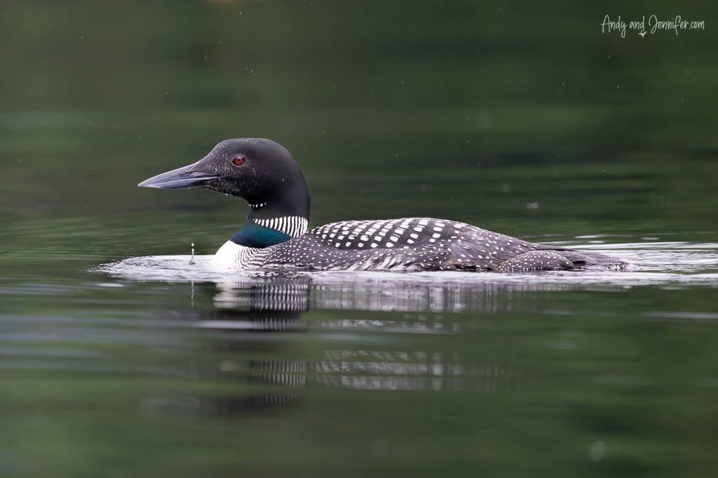 Common loon gliding low in water with reflection