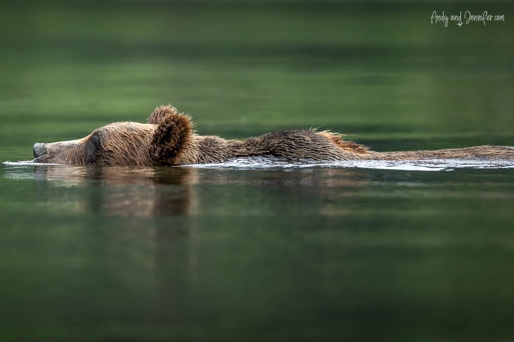 Brown bear swimming across calm green water