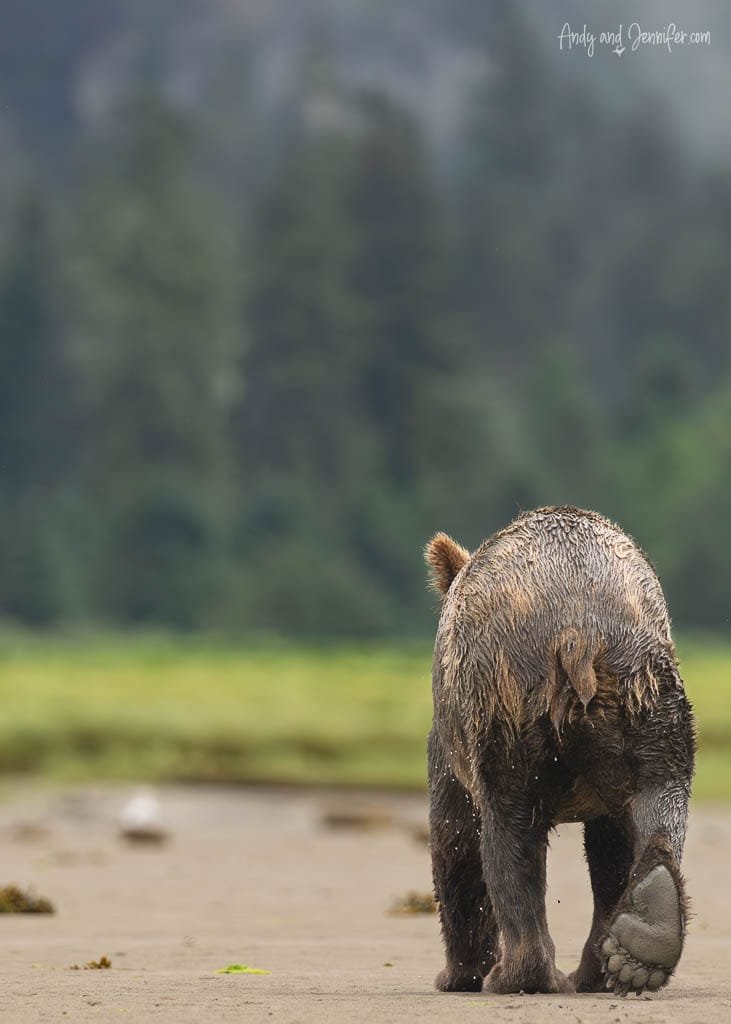 Brown bear walking away on sandy shore