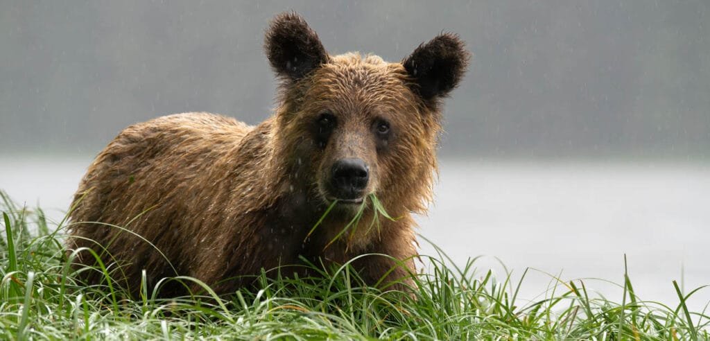 Brown bear in rain chewing grass with calm water in the background.