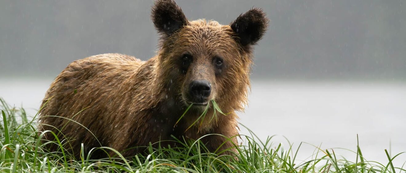 Brown bear in rain chewing grass with calm water in the background.